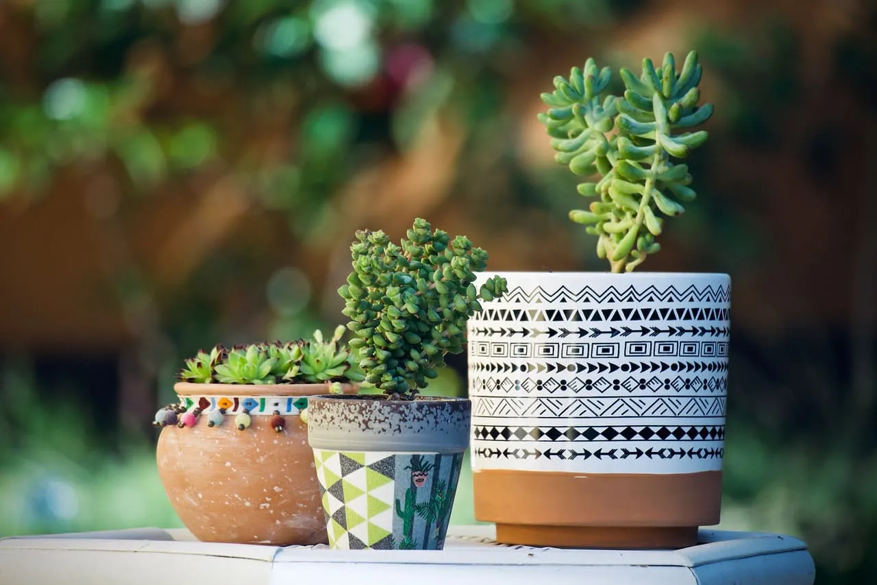 Macetas de terracota con plantas pequeñas